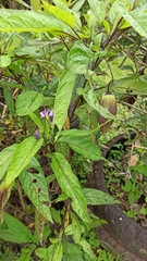 Solanum muricatum