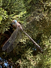 Austroaeschna multipunctata