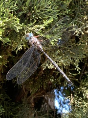 Austroaeschna multipunctata