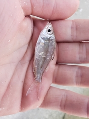 Eucinostomus