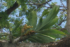 Catasetum