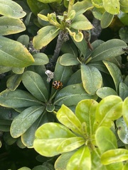 Harmonia axyridis