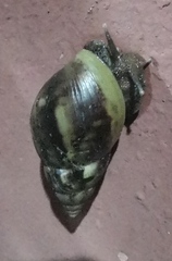 Lissachatina fulica