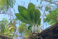 Catasetum