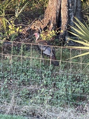 Meleagris gallopavo osceola