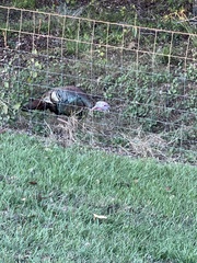 Meleagris gallopavo osceola