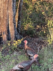 Meleagris gallopavo osceola