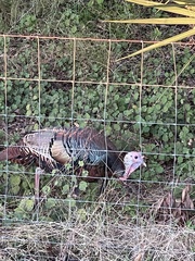 Meleagris gallopavo osceola