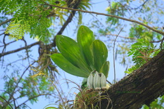 Catasetum