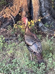 Meleagris gallopavo osceola
