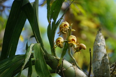 Catasetum
