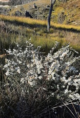 Leptospermum grandifolium