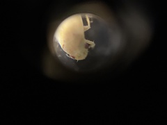 Gyponana