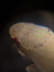 Gyponana