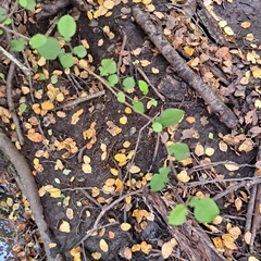 Streblus heterophyllus