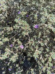 Tiquilia mexicana