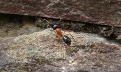 Camponotus nigriceps