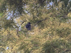 Cyanocorax violaceus