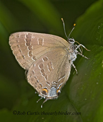 Satyrium caryaevorus