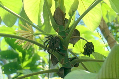 Cecropia peltata