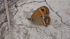 Coenonympha dorus