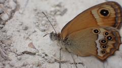 Coenonympha dorus