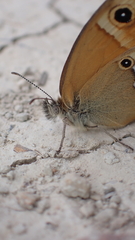 Coenonympha dorus
