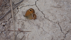 Coenonympha dorus