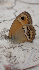 Coenonympha dorus