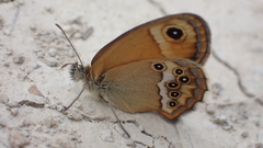 Coenonympha dorus