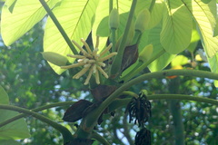 Cecropia peltata