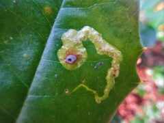 Phytomyza ilicicola