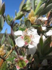 Leptospermum grandifolium