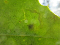 Phytomyza ilicicola