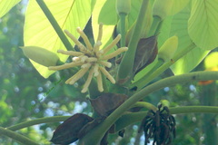 Cecropia peltata