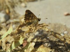 Carcharodus tripolina