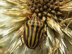 Graphosoma semipunctatum