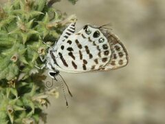 Tarucus theophrastus