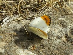 Colotis evagore