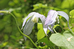 Clematis occidentalis grosseserrata