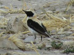 Oenanthe hispanica