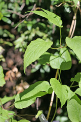 Clematis occidentalis grosseserrata