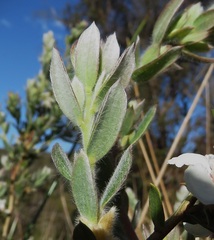 Leptospermum grandifolium