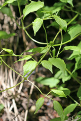 Clematis occidentalis grosseserrata
