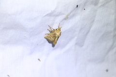 Anaxidia lozogramma