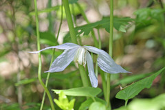 Clematis occidentalis grosseserrata