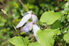 Clematis occidentalis grosseserrata
