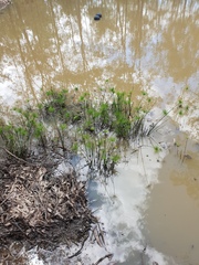 Cyperus prolifer