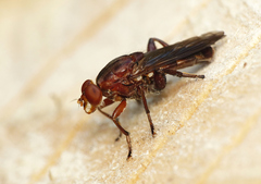 Hammerschmidtia ferruginea