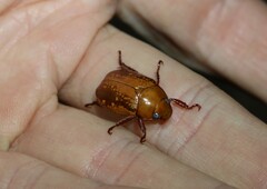 Anoplognathus concolor